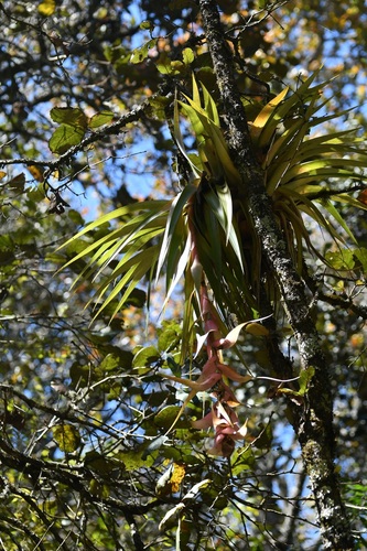 Tillandsia eizii, photograph 3