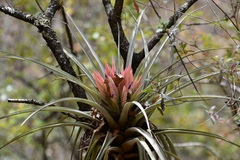 (c) Neptalí Ramírez Marcial, some rights reserved (CC BY) Tillandsia carlsoniae, photograph (c) Neptalí Ramírez Marcial, some rights reserved (CC BY)