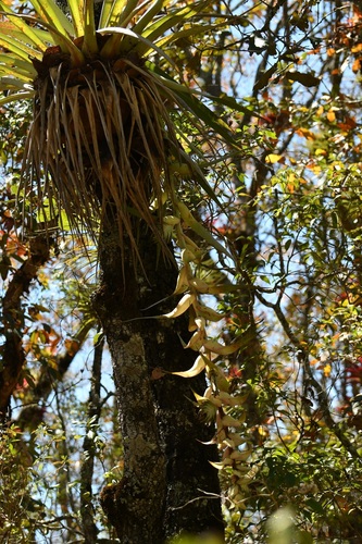 Tillandsia eizii, photograph 1