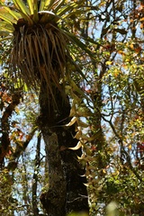 Tillandsia eizii