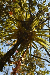 Tillandsia eizii, photograph (c) Neptalí Ramírez Marcial, some rights reserved (CC BY)