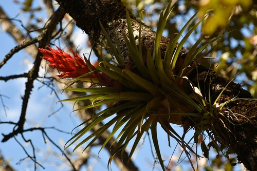 Tillandsia ponderosa, photograph 6