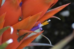 Tillandsia ponderosa, photograph (c) Neptalí Ramírez Marcial, some rights reserved (CC BY)