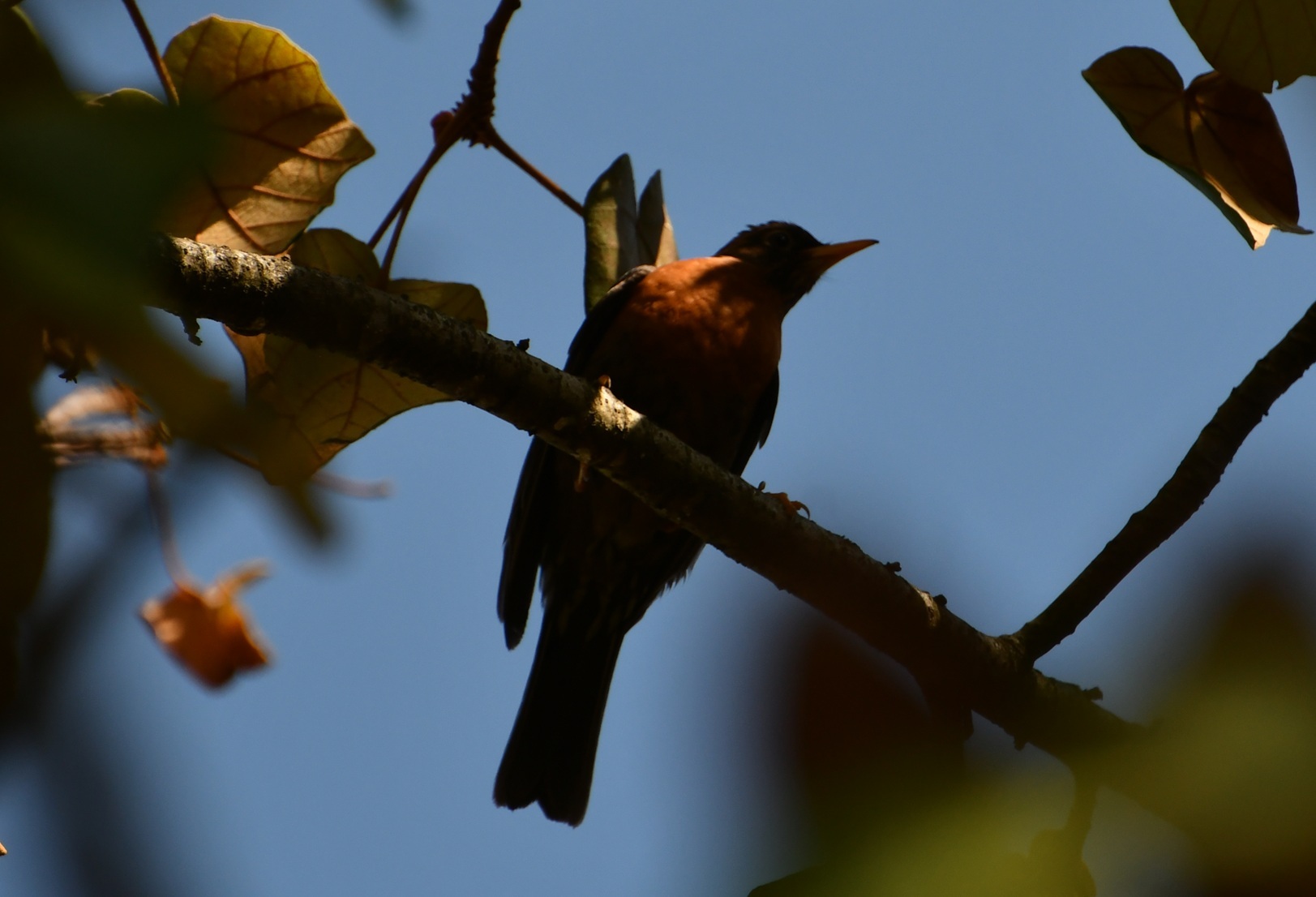 Rufous-collared Thrush (Turdus rufitorques), photo 6