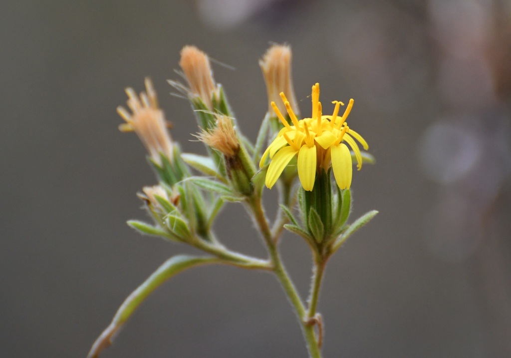 Trixis inula; photograph (c) Neptalí Ramírez Marcial, some rights reserved (CC BY)
