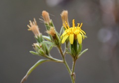 Trixis inula