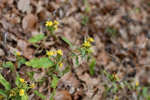 Trixis inula, photograph 1