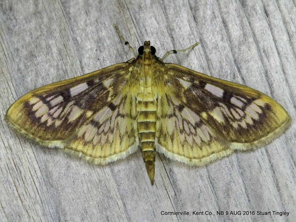 Zigzag Herpetogramma Moth