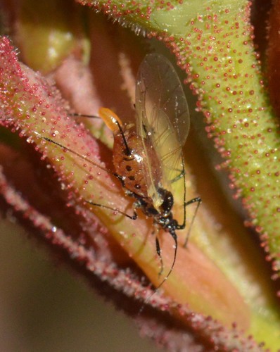 Rose aphid