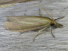 Peoria gematella
