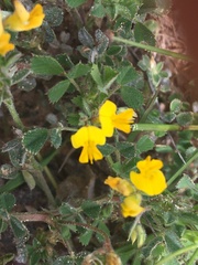 Medicago minima