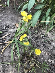 Ranunculus pedatus