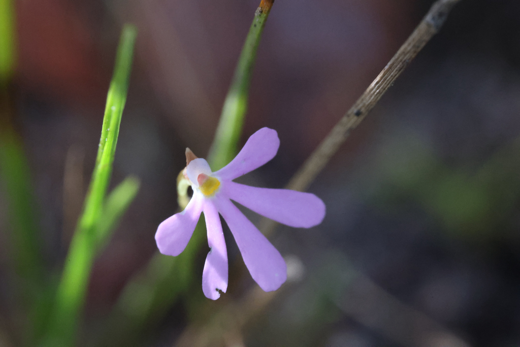 Utricularia cheiranthos P.Taylor 2