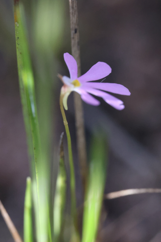 Utricularia cheiranthos P.Taylor 4