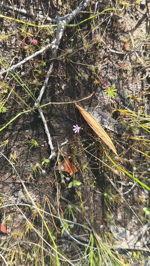 Utricularia cheiranthos P.Taylor 3
