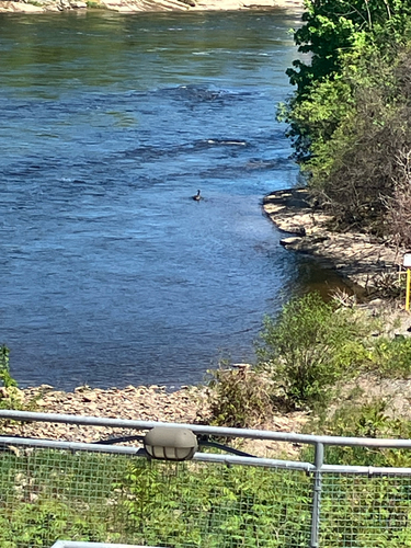 Canada Goose