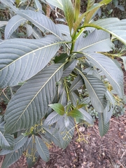 Palicourea lineariflora