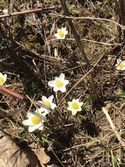 Anemonoides baldensis