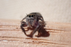 Phidippus insignarius