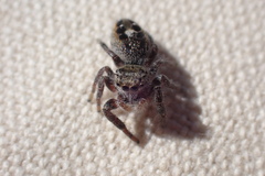 Phidippus insignarius