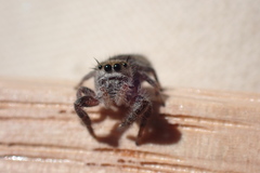 Phidippus insignarius
