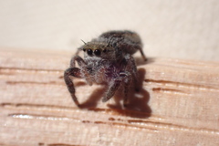 Phidippus insignarius