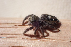 Phidippus insignarius