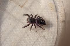 Phidippus insignarius