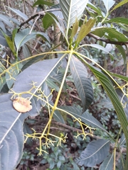 Palicourea lineariflora