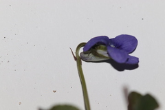 Viola × bavarica