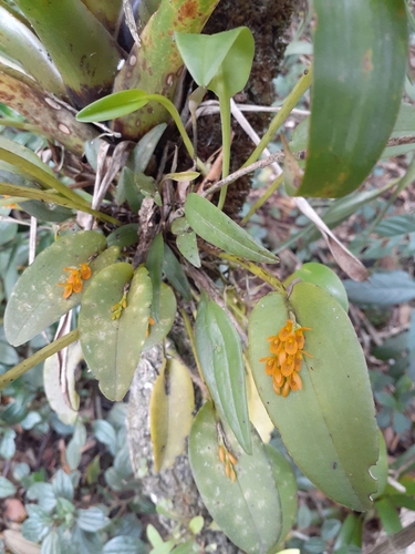 Acianthera polystachya