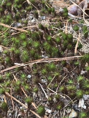 Polytrichum pallidisetum