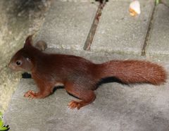 Sciurus vulgaris
