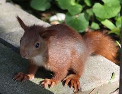 Sciurus vulgaris