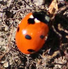 Coccinella septempunctata