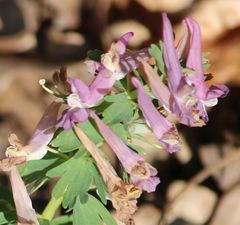 Corydalis solida