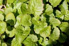 Campanula poscharskyana