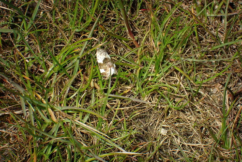 Acontia lucida