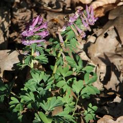 Corydalis solida