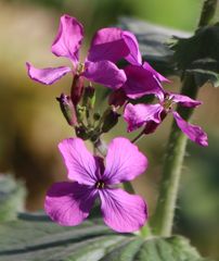 Lunaria annua