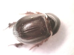 Hybosorus illigeri