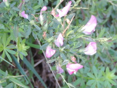 Ononis spinosa spinosa