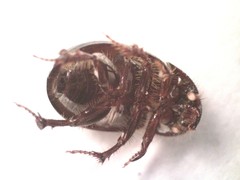 Hybosorus illigeri