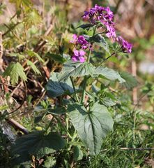 Lunaria annua