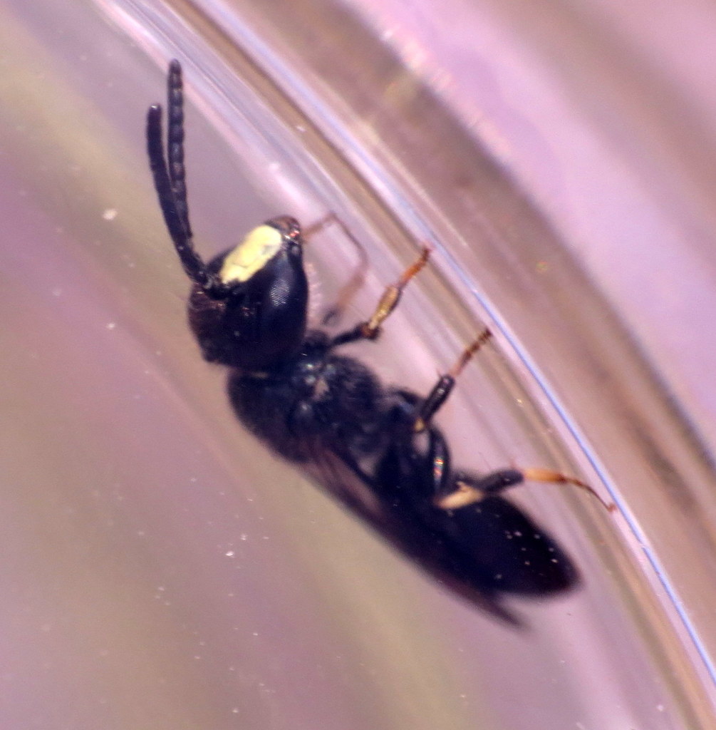 Difficult Masked Bee