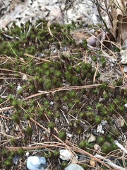 Polytrichum pallidisetum