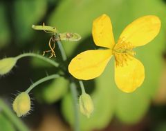 Chelidonium majus