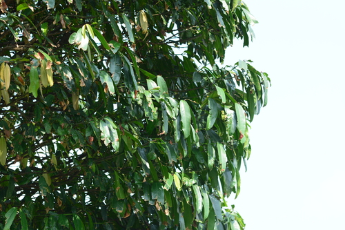 false mangosteen (Garcinia xanthochymus)