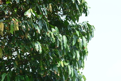 Garcinia xanthochymus
