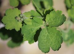 Chelidonium majus